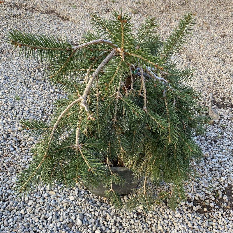 Picea abies Formanek 