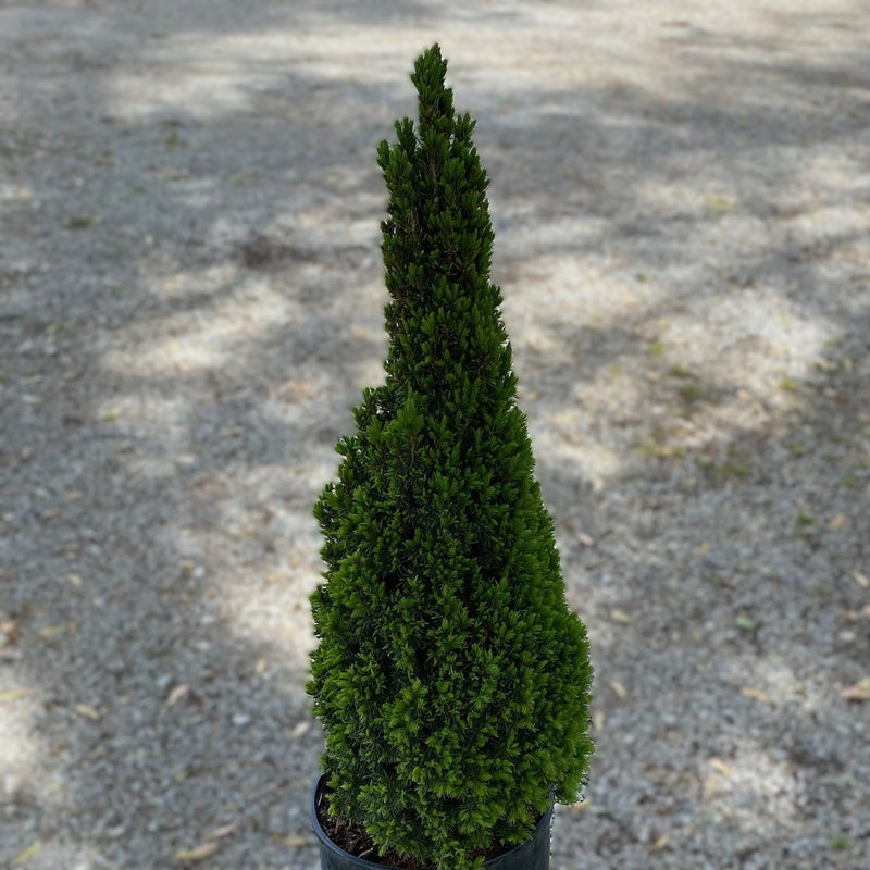 Picea glauca Jean&