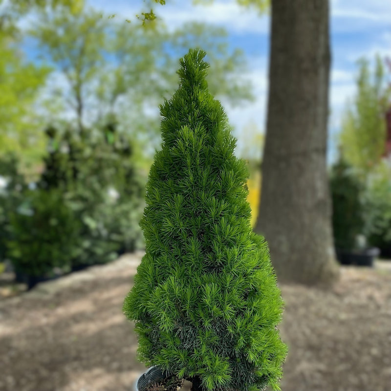 Picea glauca Jean&