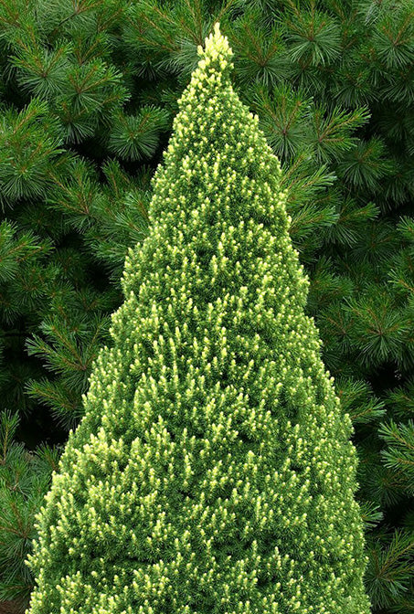 Picea glauca Rainbow&