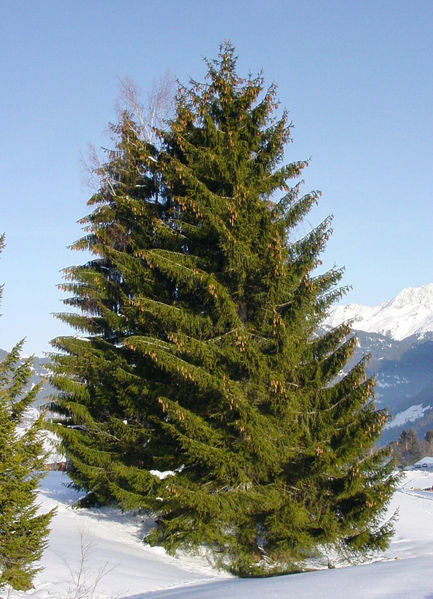 Picea abies 5&