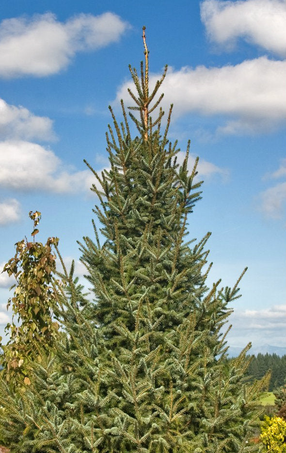 Picea omorika Silberblue 