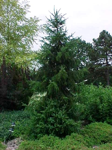 Picea omorika 8&