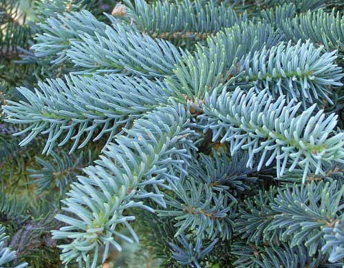 Picea pungens (green) 4&