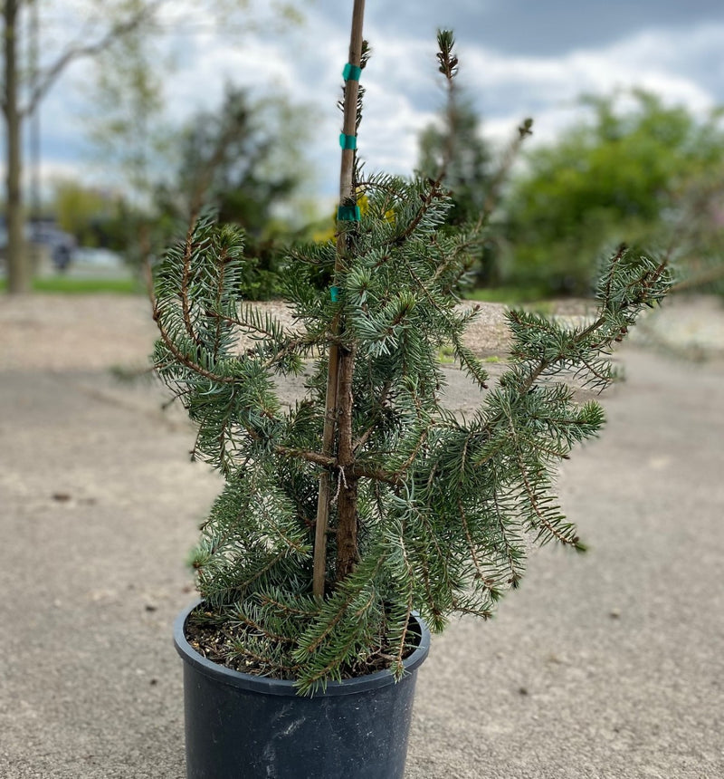 Picea omorika Gotelli Weeping 