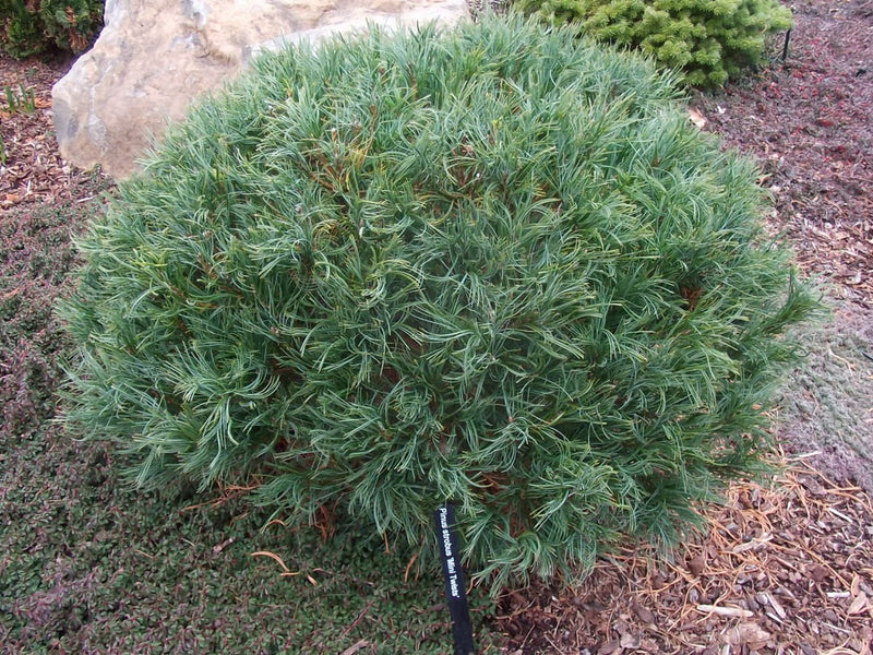 Pinus strobus Mini Twists 