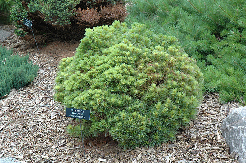 Pinus strobus Sea Urchin 