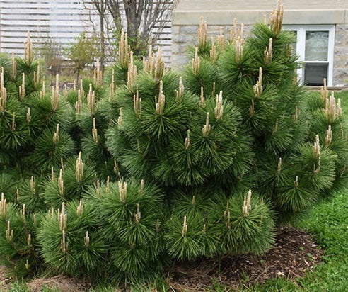 Pinus thun Thunderhead 