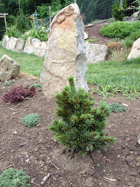 Pinus parviflora Catherine Elizabeth 