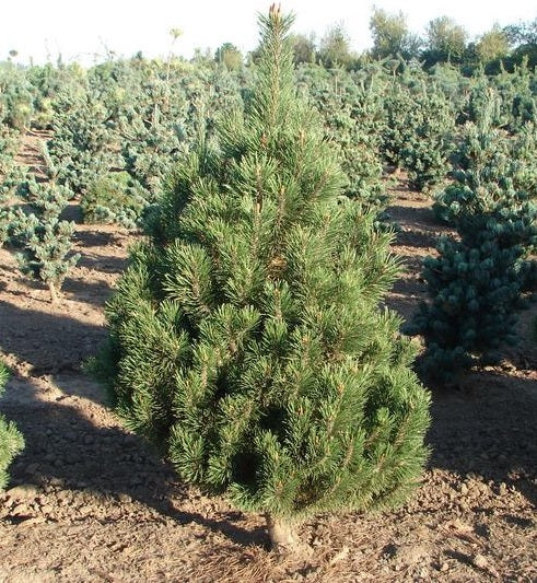 Pinus mugo fastigiata 4&