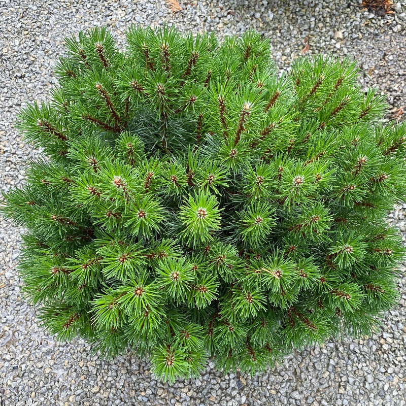 Pinus mugo Palouse 