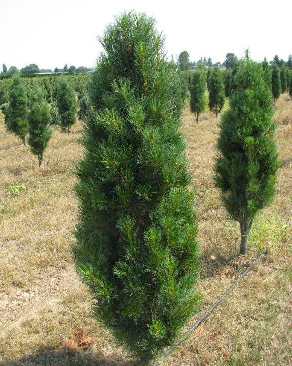 Pinus strobus Stowe Pillar 