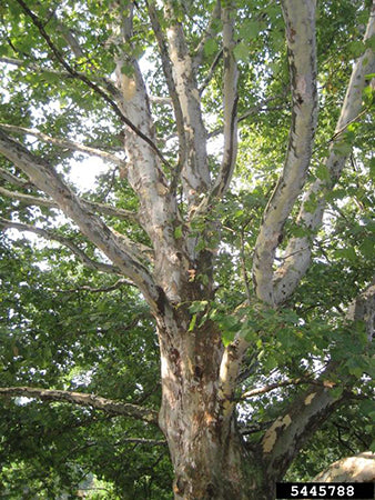 Platanus occidentalis 