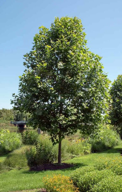 Platanus a Exclamation 6"