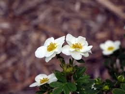 Potentilla f Creme Brulee 