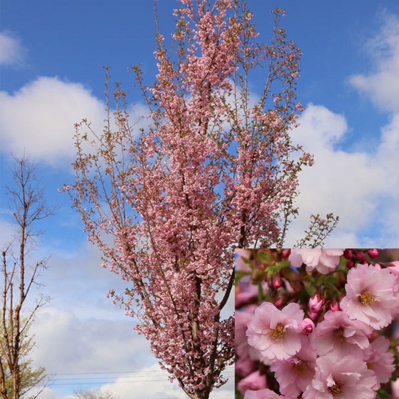 Prunus First Blush 