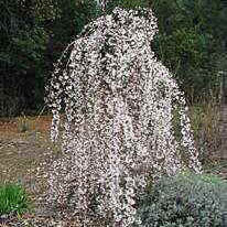 Prunus Snow Fountains 2"