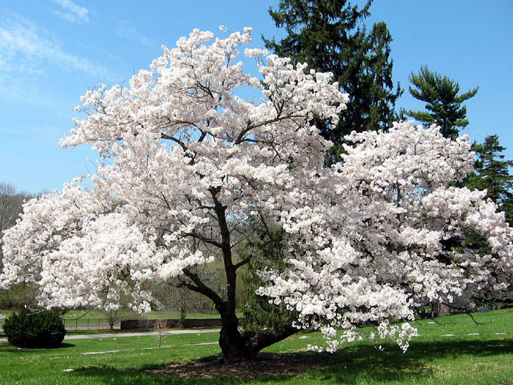 Prunus yedoensis 1.75"