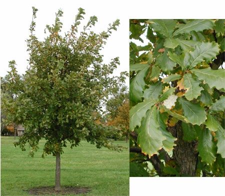 Quercus bicolor 3"