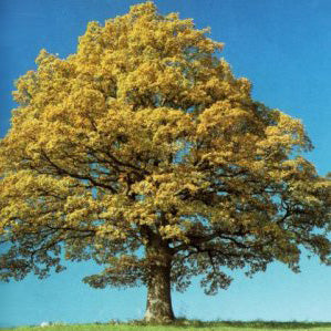 Quercus robur 2"