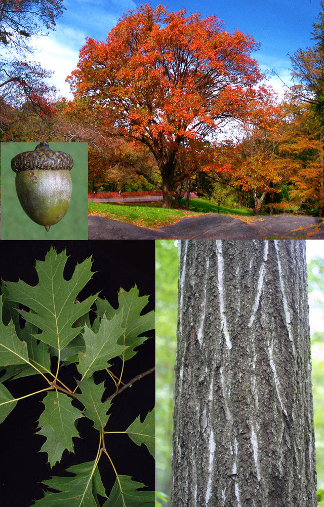 Quercus rubra 1.5"
