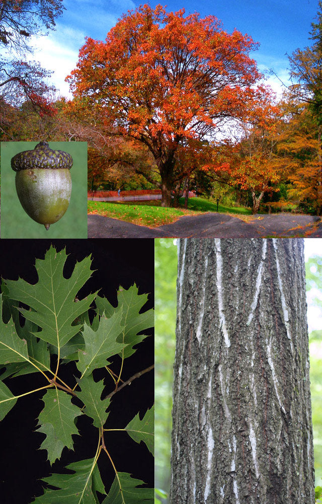 Quercus rubra 4"