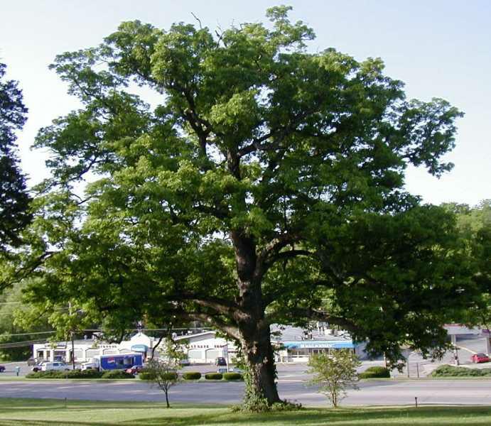 Quercus alba Sparta 2"