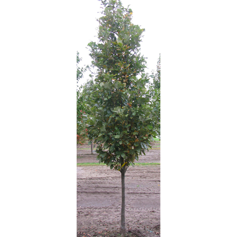 Quercus x Regal Prince 3"