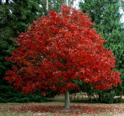 Quercus coccinea 