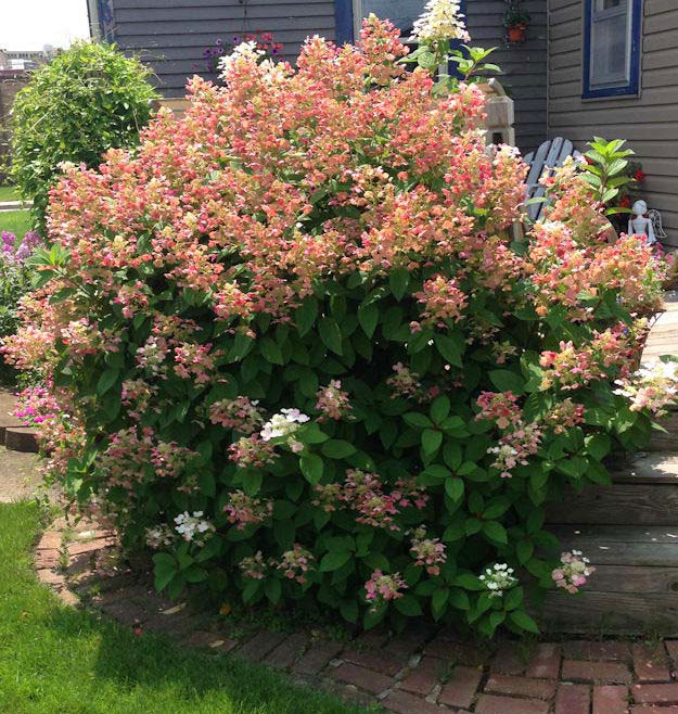 Hydrangea pan Quick Fire 