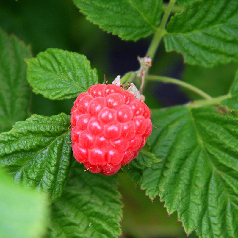 Fruit-Raspberry-Raspberry Shortcake 