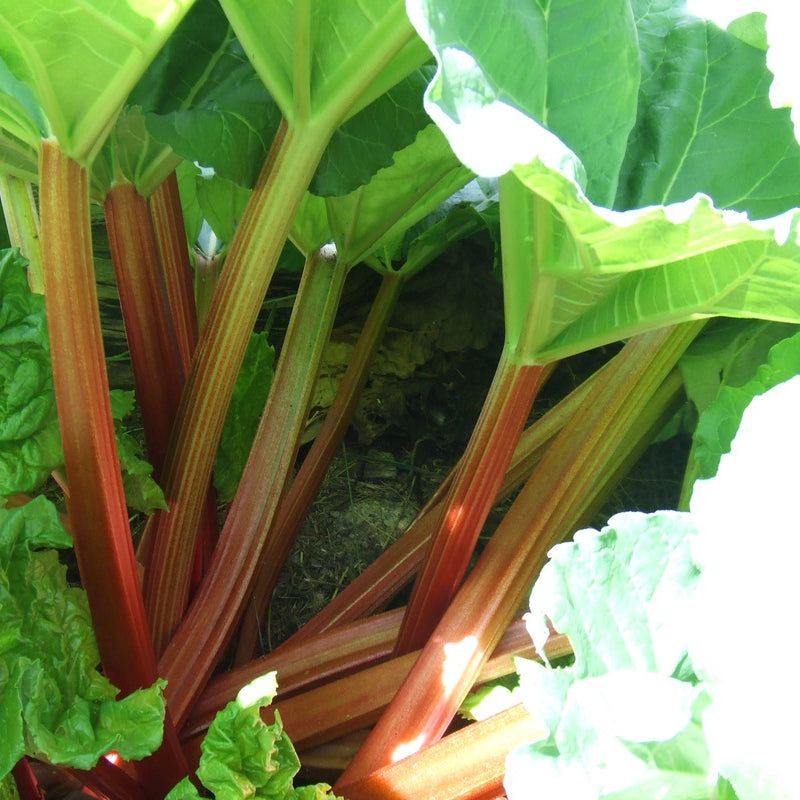 Fruit-Rhubarb-Canada Red 