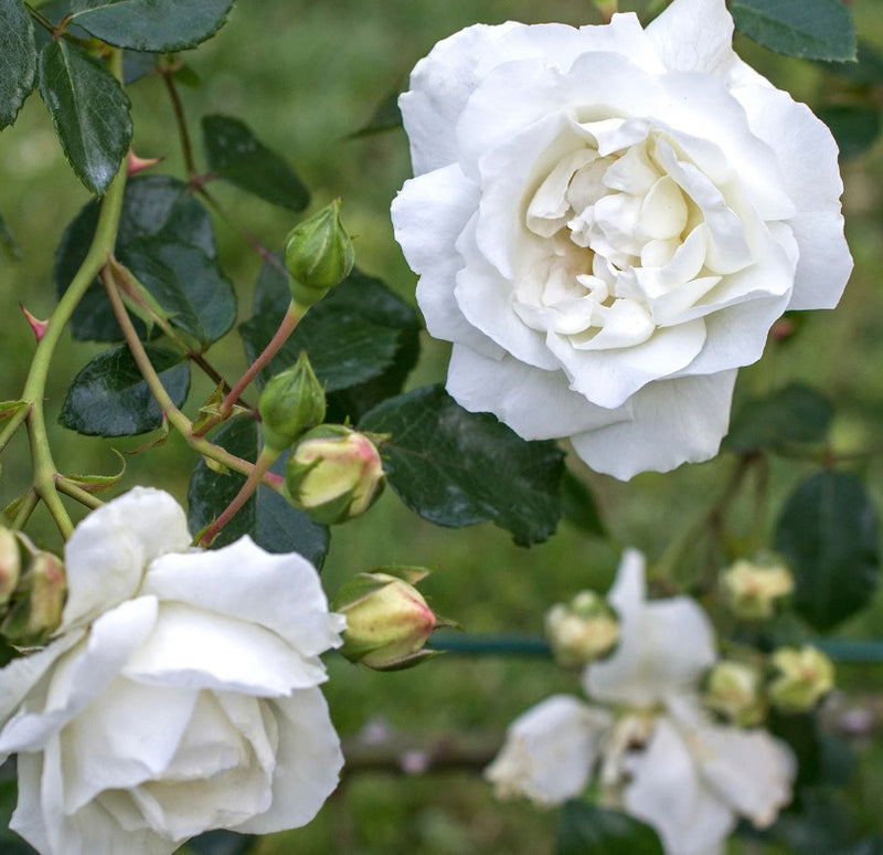 Rosa Cl White Dawn 