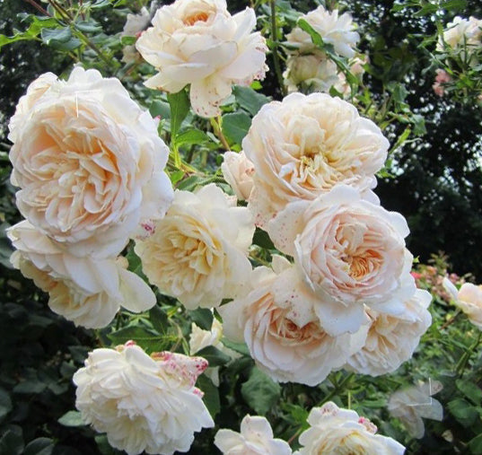 Rosa Da Lichfield Angel 