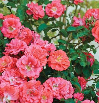 Rosa Gc Coral Drift 