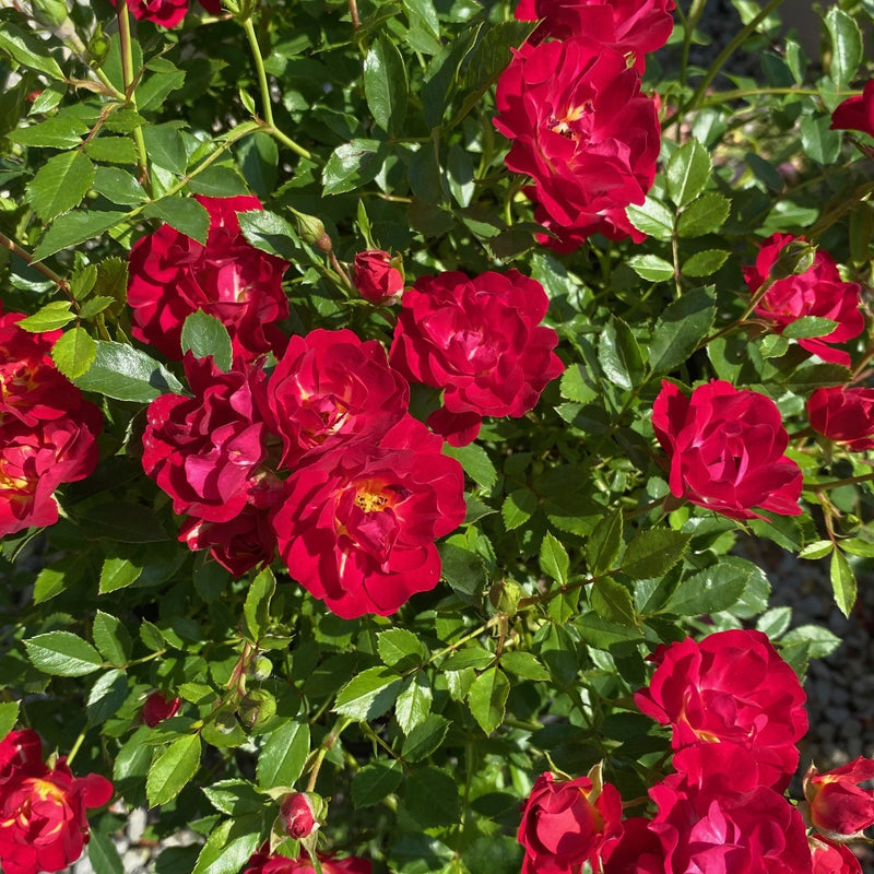 Rosa Gc Red Drift 