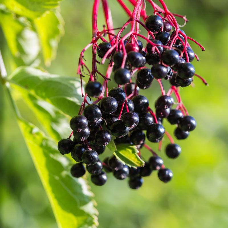 Fruit-Elderberry Adam 