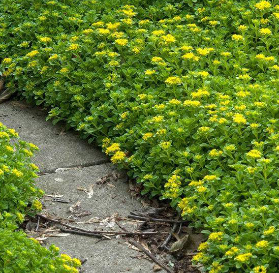 Sedum ellacombianum 1 qt