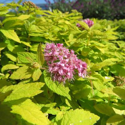 Spiraea Golden Kupcake 