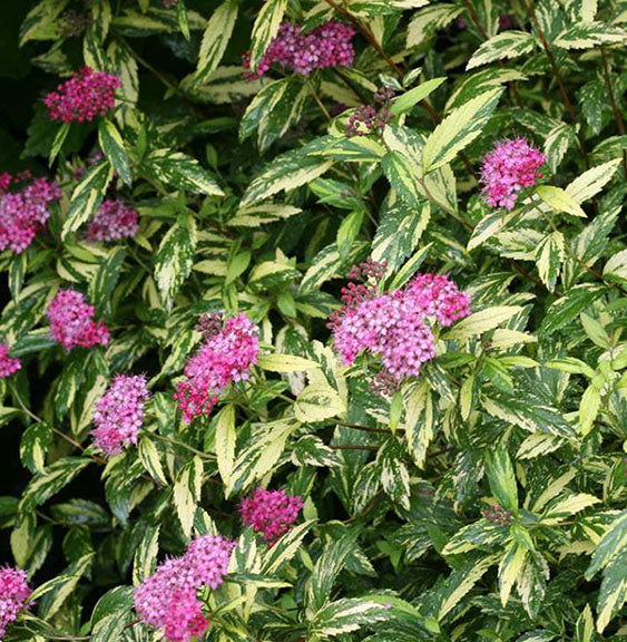 Spiraea Painted Lady 