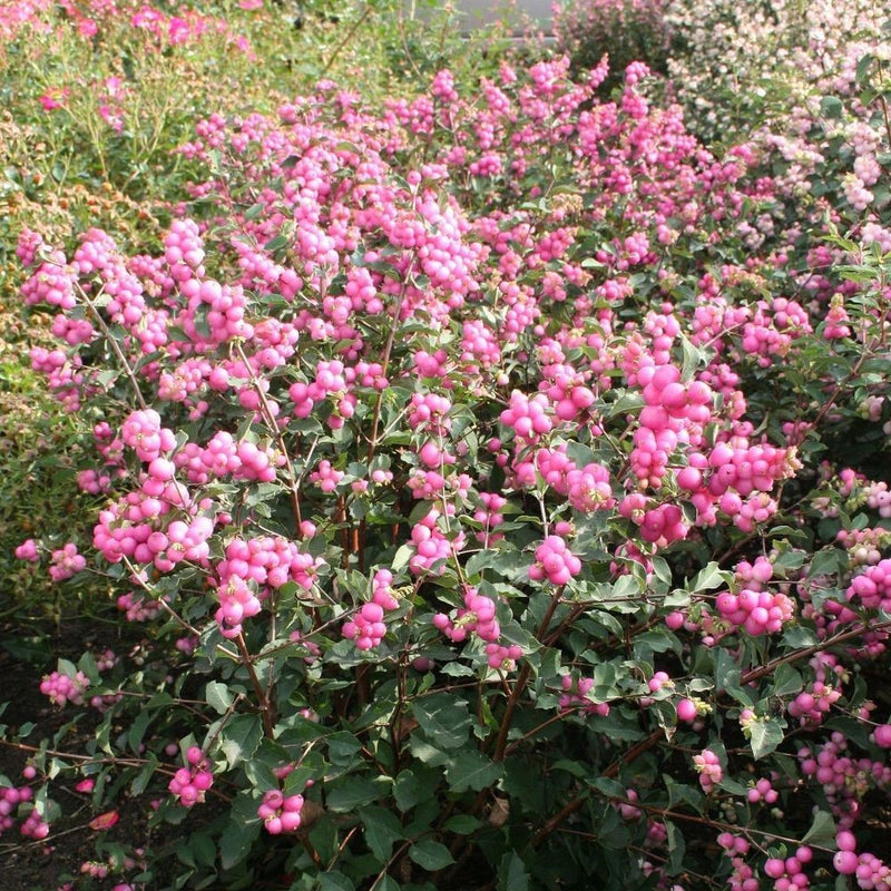 Symphoricarpos Candy 