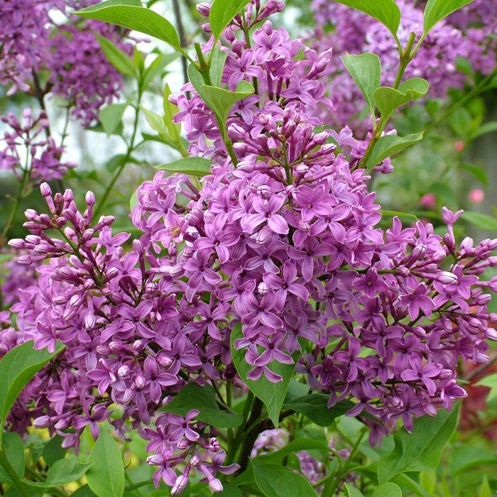 Syringa chin Saugeana 