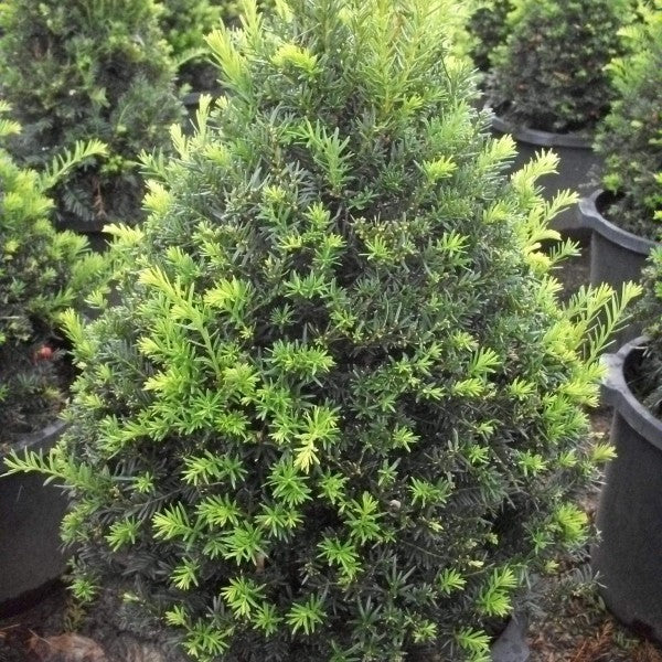 Taxus c capitata 3&