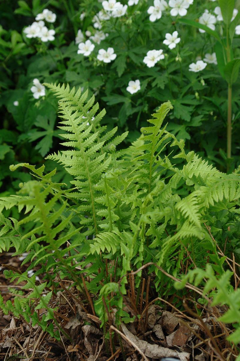 Fern-Phegopteris decursive-pinnata 