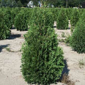 Thuja occ Nigra 10&