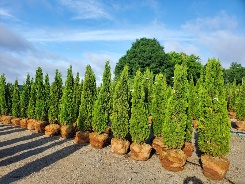 Thuja occ Degroot&