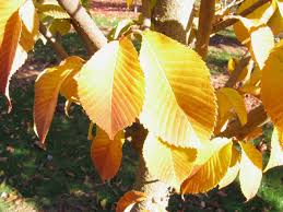 Ulmus pro Emerald Sunshine 2.5"