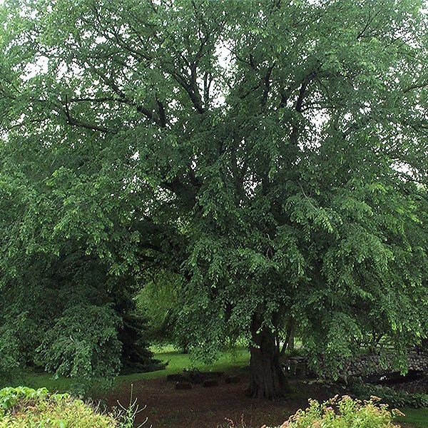 Ulmus a St Croix 