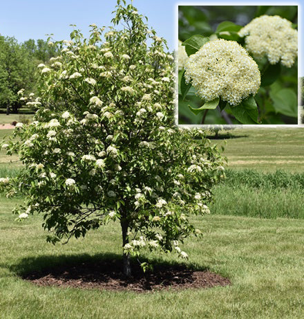 Viburnum lentago TF 
