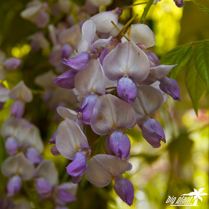 Wisteria s Caroline 